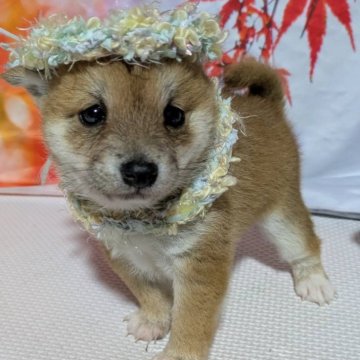 柴犬(豆柴)【岡山県・男の子・2025年10月10日・赤】の写真「可愛い〜男の子です」