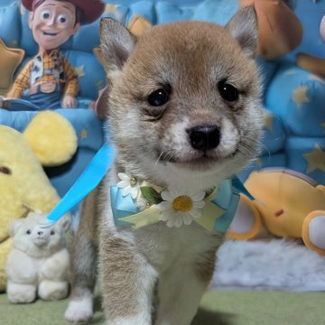 豆柴【岡山県・男の子・2025年6月30日・赤】の写真「珍しい配色の特別な豆柴君」