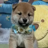 豆柴