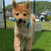 豆柴