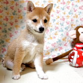 柴犬(豆柴)