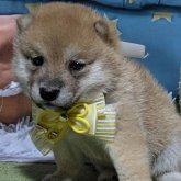 柴犬(豆柴)