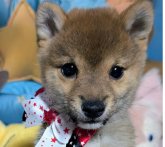 柴犬(豆柴)