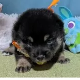 豆柴