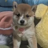 豆柴