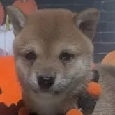 豆柴