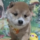 豆柴【岡山県・男の子・2025年1月16日・赤】の写真1「優しい目元が魅力！」