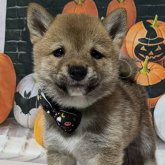 柴犬(豆柴)