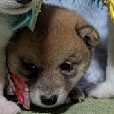 柴犬(豆柴)