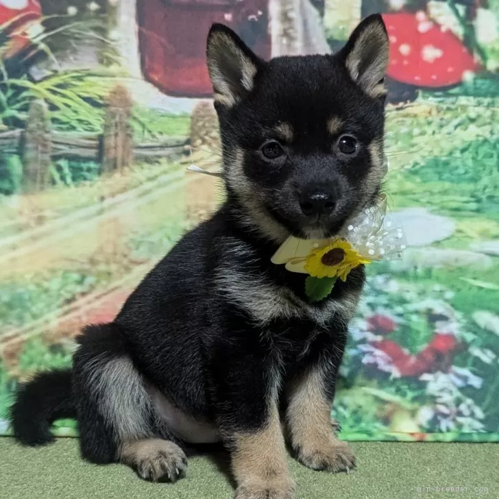 ID:2408-03991の子犬