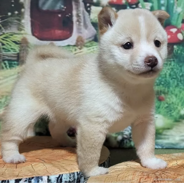 ID:2403-01921の子犬