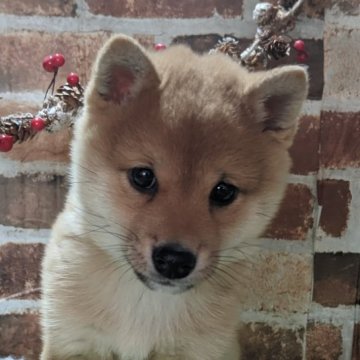 柴犬(豆柴)【岡山県・男の子・2022年10月17日・赤】の写真「両親共豆柴認定犬」