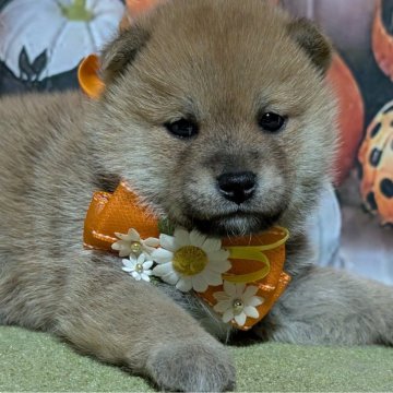 柴犬(豆柴)【岡山県・男の子・2024年9月25日・赤】の写真「ワンワンキャンペーン開催中
プレゼントあります😃」
