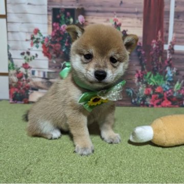 柴犬(豆柴)【岡山県・男の子・2023年9月10日・赤】の写真「両親共豆柴認定犬
両親共遺伝子検査クリア」