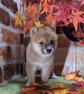 柴犬(豆柴)【岡山県・女の子・2021年7月19日・赤】の写真「超小ぶりで、抱きしめたくなる子犬です。」