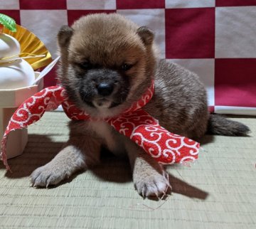 柴犬(豆柴)【岡山県・女の子・2021年11月23日・赤】の写真「両親共豆柴認犬
キャンペーン終了致しました」
