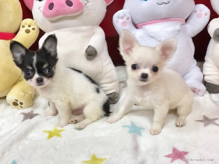 安田里麻ブリーダーのブログ：見ているだけでほっこり🐶🐶