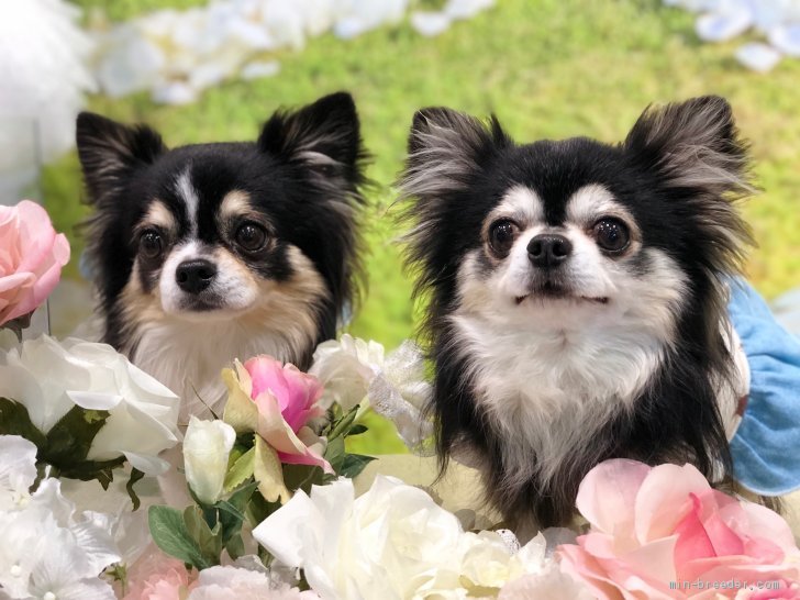 安田里麻ブリーダーのブログ：空ちゃん&優ちゃん🐶🐶
