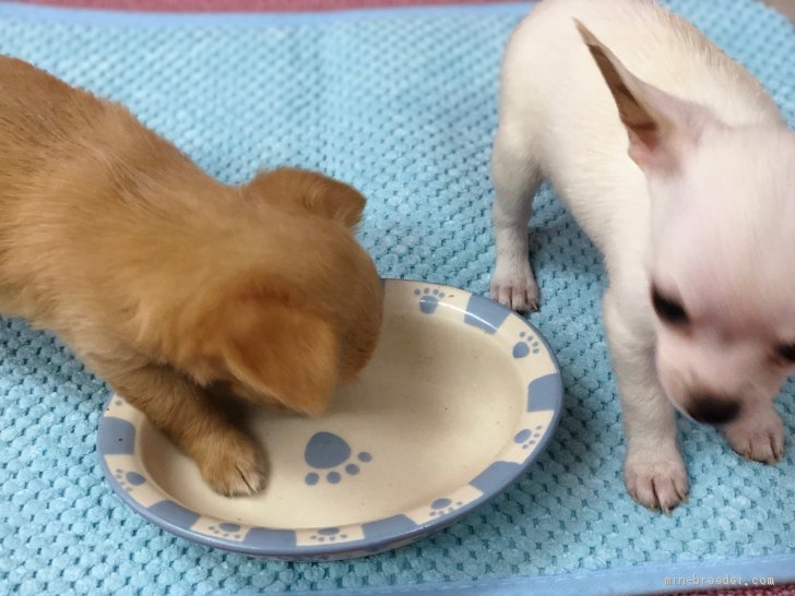 安田里麻ブリーダーのブログ：ごはんもりもり食べて、元気🐶🐶動画