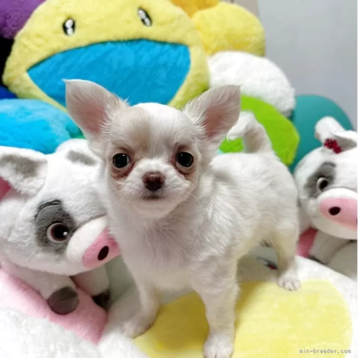 ID:2506-03964の子犬