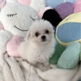 チワマル(マルチーズ×チワワ)