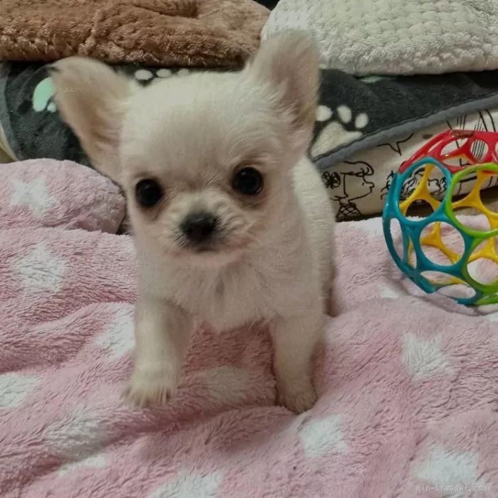 ID:2411-00619の子犬