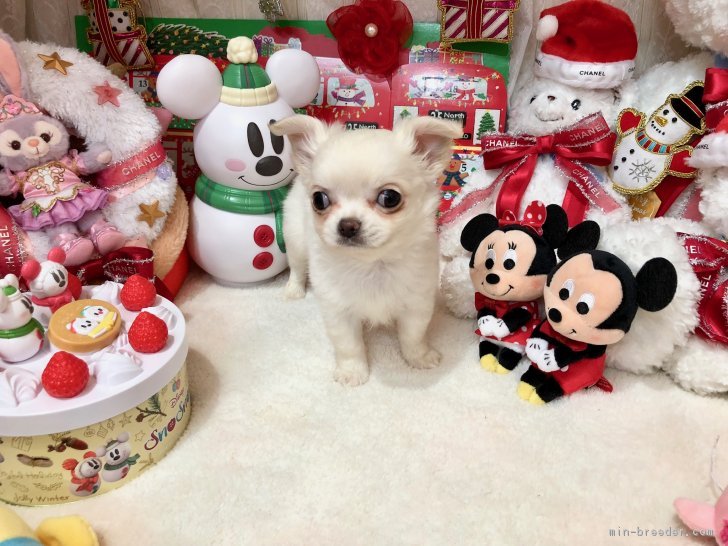 ID:1706-00864の子犬