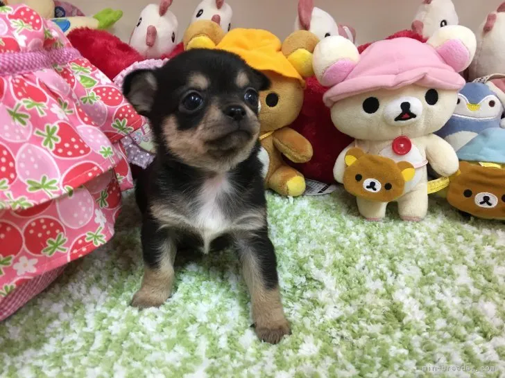 ID:1701-01657の子犬