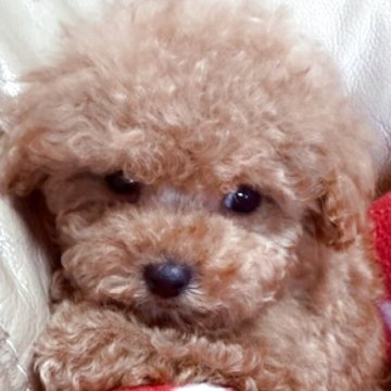 トイプードル(ティーカップ)【福岡県・男の子・2025年3月11日・アプリコット】の写真「3頭身の小さいティーサイズ　でも気が強い男子です」