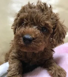 ID：1801-00197の子犬