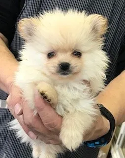 ID:1712-01595の子犬