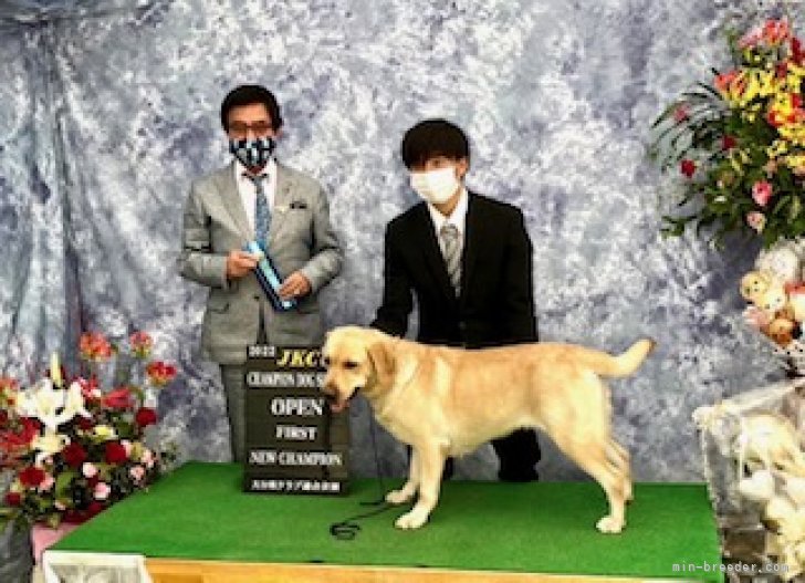 ラブラドールレトリバー【・女の子・2020年8月8日・イエロー】