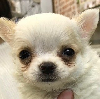 チワワ(ロング)【福岡県・男の子・2017年10月27日・クリーム】の写真「お顔可愛いです　眼も大きく性格も優しい子です」