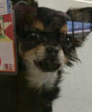 チワワ(ロング)【福岡県・男の子・2017年7月7日・ブラックタン】の写真「お鼻が詰まった可愛い子」