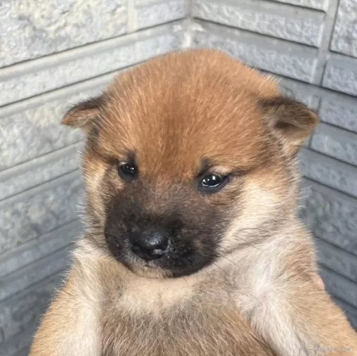 ID:2412-03094の子犬