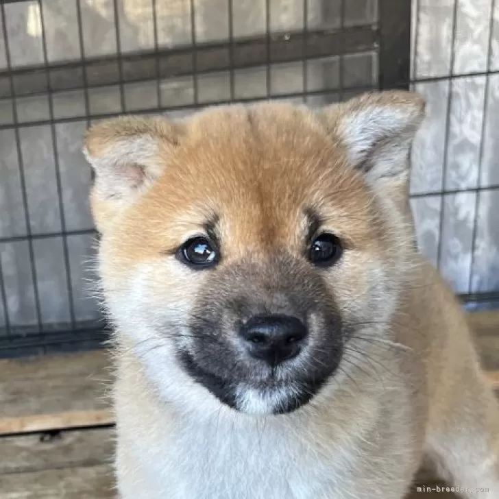 ID：2412-00528の子犬