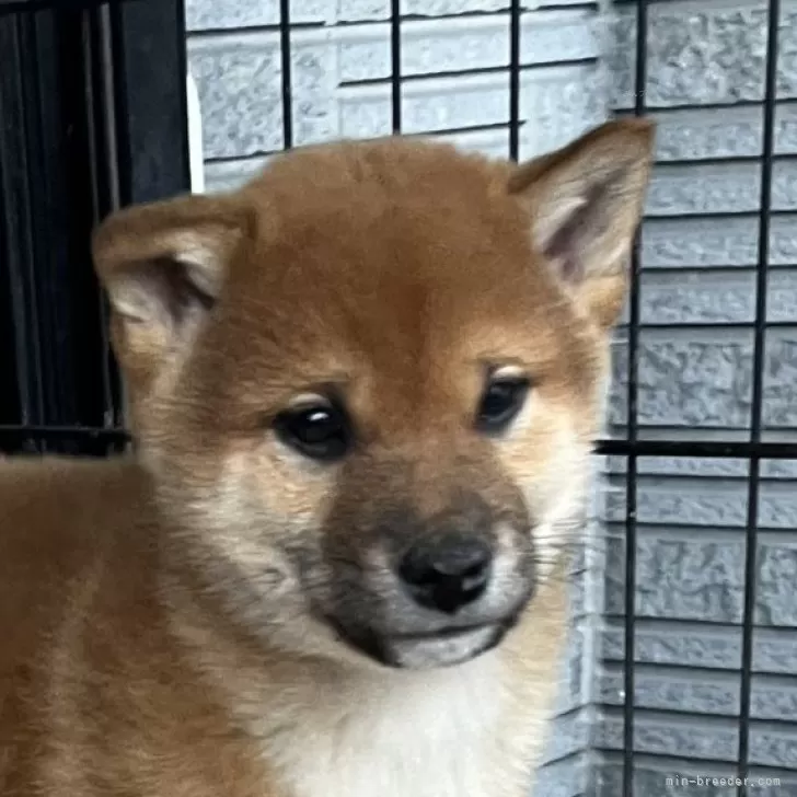 ID:2412-03095の子犬