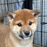 柴犬(標準サイズ)【京都府・男の子・2024年11月28日・赤】の写真1「2/1撮影　凛々しい顔立ちのおおらかな気性の男の子」