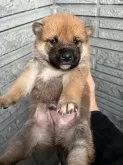 柴犬(標準サイズ)【京都府・男の子・2024年11月28日・赤】の写真6