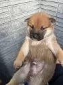 柴犬(標準サイズ)【京都府・男の子・2024年11月28日・赤】の写真4