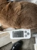 柴犬(標準サイズ)【京都府・男の子・2024年11月28日・赤】の写真5