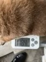 柴犬(標準サイズ)【京都府・男の子・2024年11月28日・赤】の写真7
