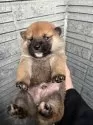 柴犬(標準サイズ)【京都府・男の子・2024年11月28日・赤】の写真6