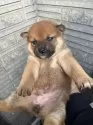 柴犬(標準サイズ)【京都府・女の子・2024年11月28日・赤】の写真4