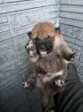 柴犬(標準サイズ)【京都府・男の子・2024年11月28日・赤】の写真8