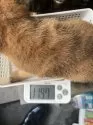 柴犬(標準サイズ)【京都府・女の子・2024年11月28日・赤】の写真5