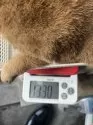 柴犬(標準サイズ)【京都府・男の子・2024年11月28日・赤】の写真5