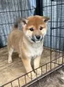 柴犬(標準サイズ)【京都府・男の子・2024年11月28日・赤】の写真2