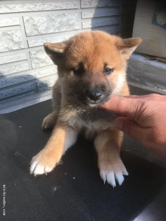 ID:1904-02214の子犬