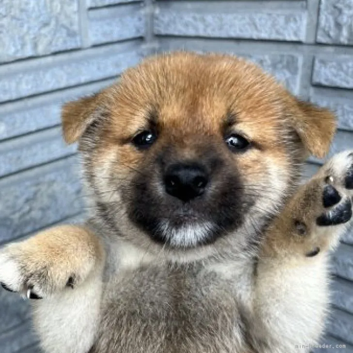 ID:2308-02953の子犬